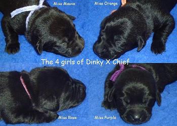 les chiots femelles de Dinky et Chief